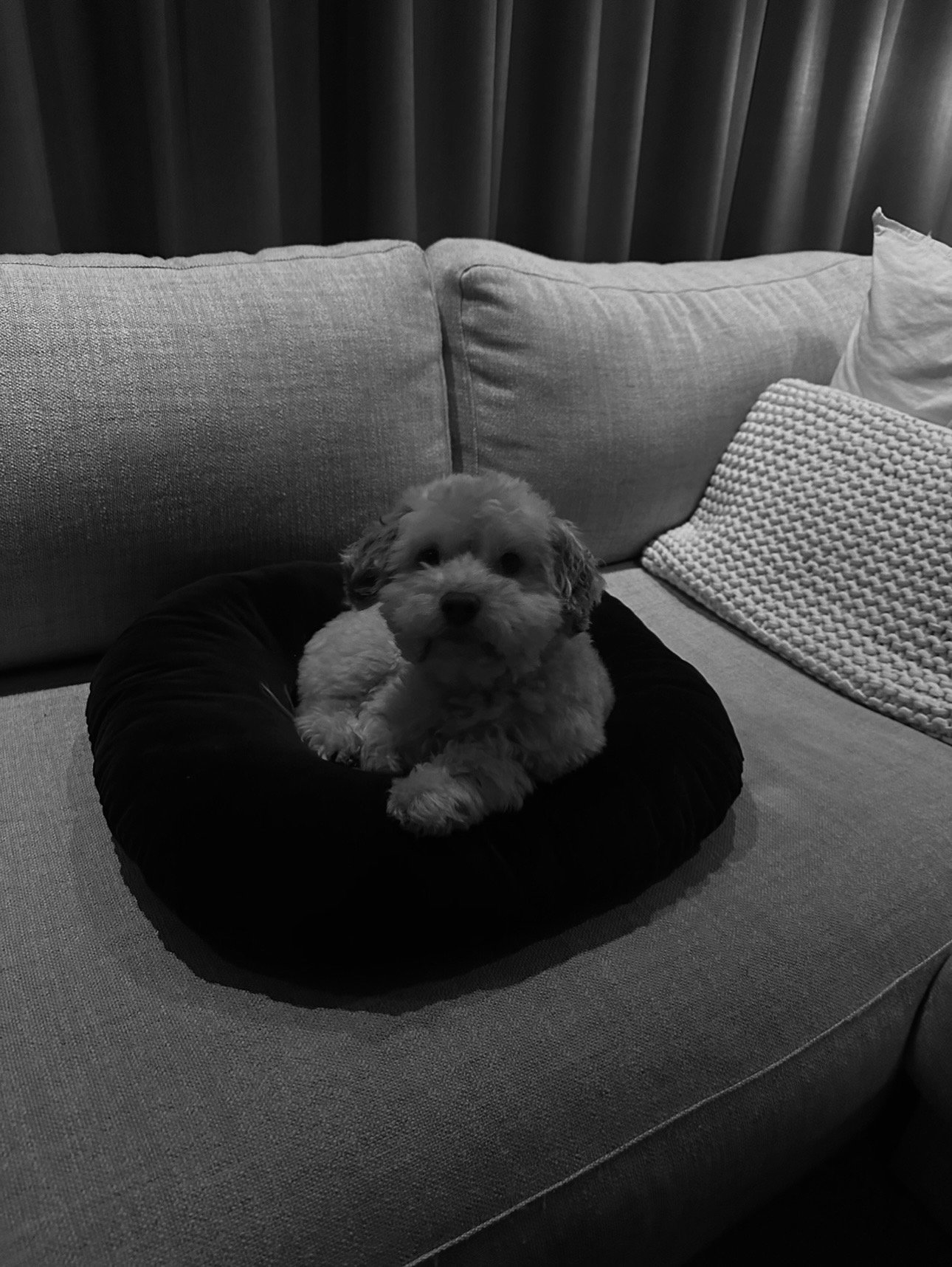 Dieuwertje, pet sitter in Amsterdam, photo 3