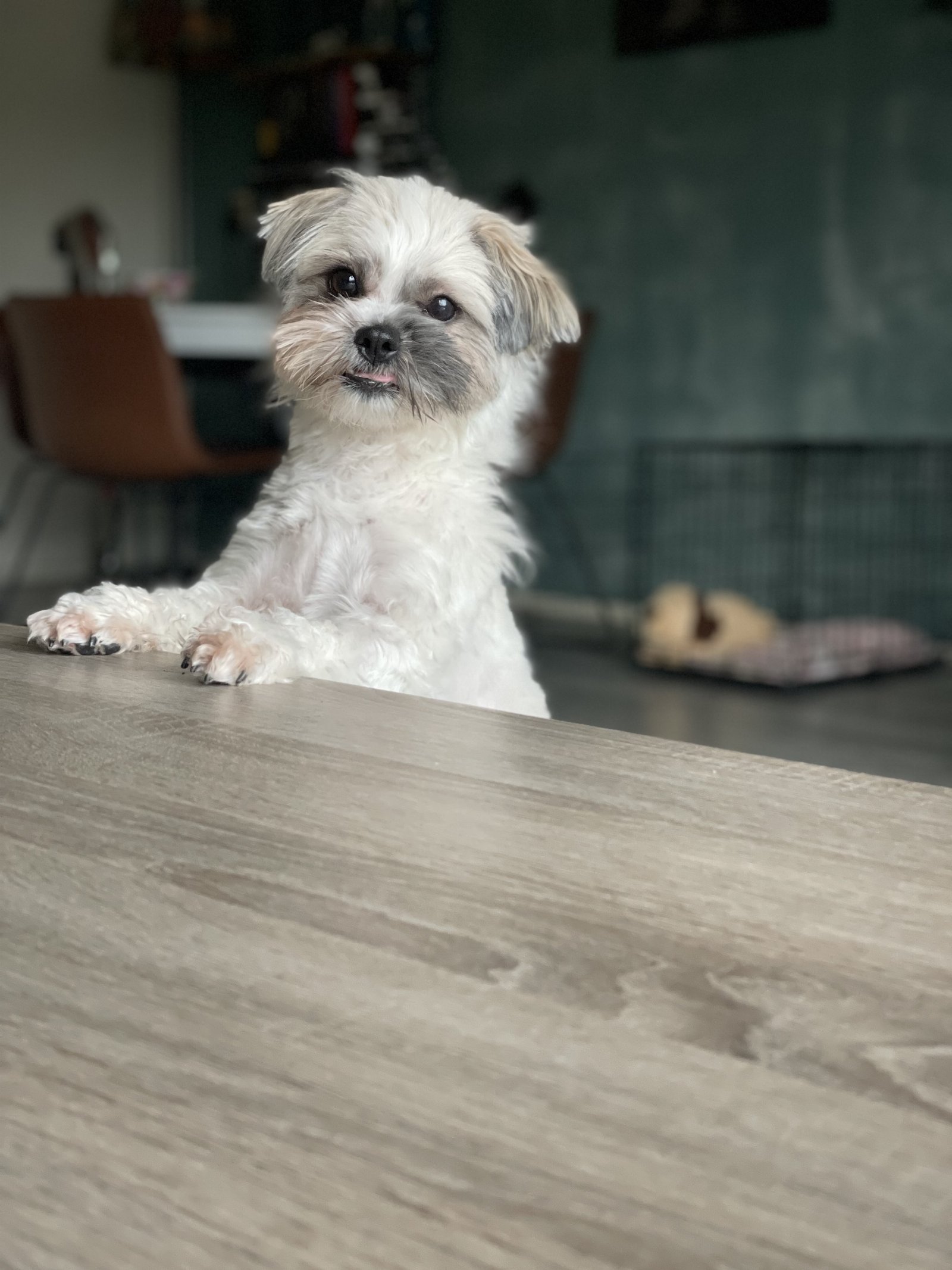 Rene, pet sitter in Andijk, photo 1