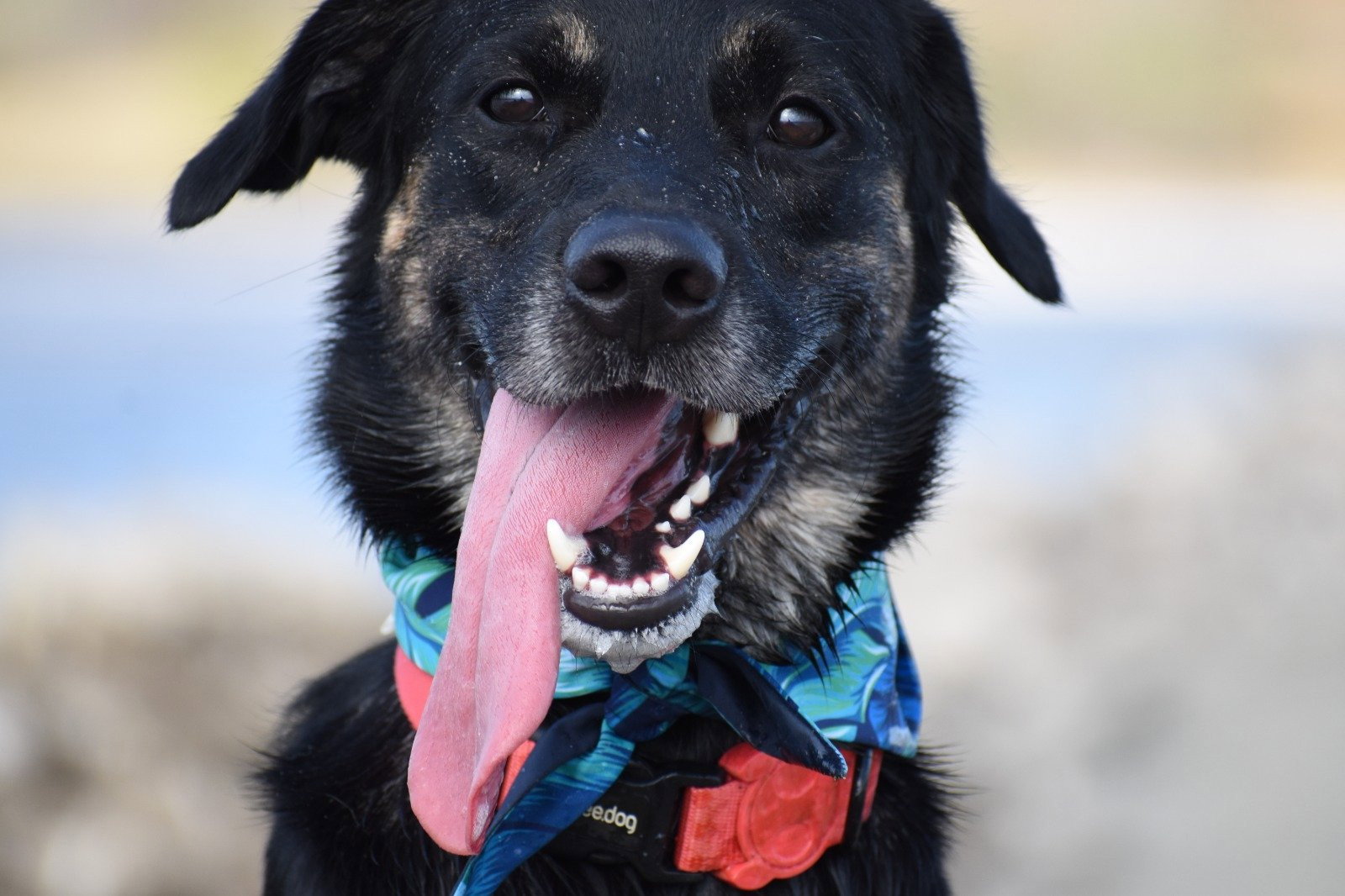 Thamara, pet sitter in Deventer, photo 4