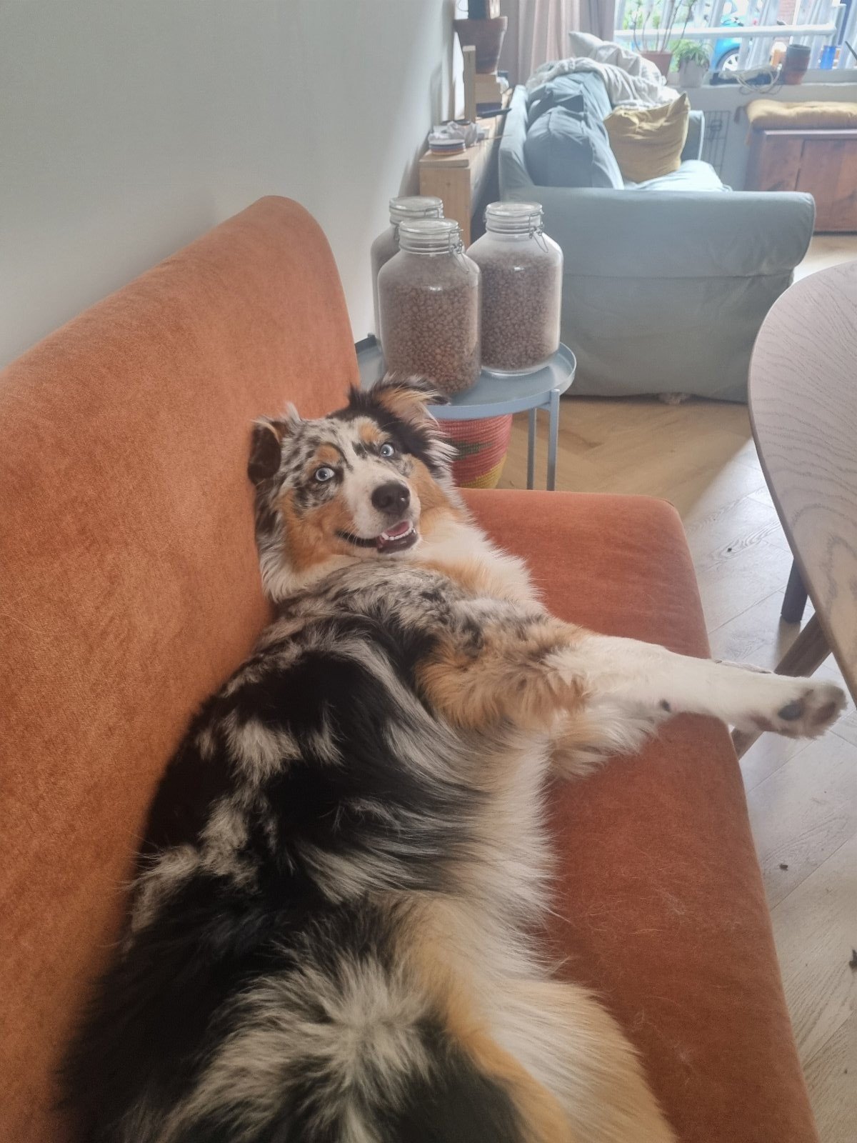 Katherine, pet sitter in Utrecht, photo 2