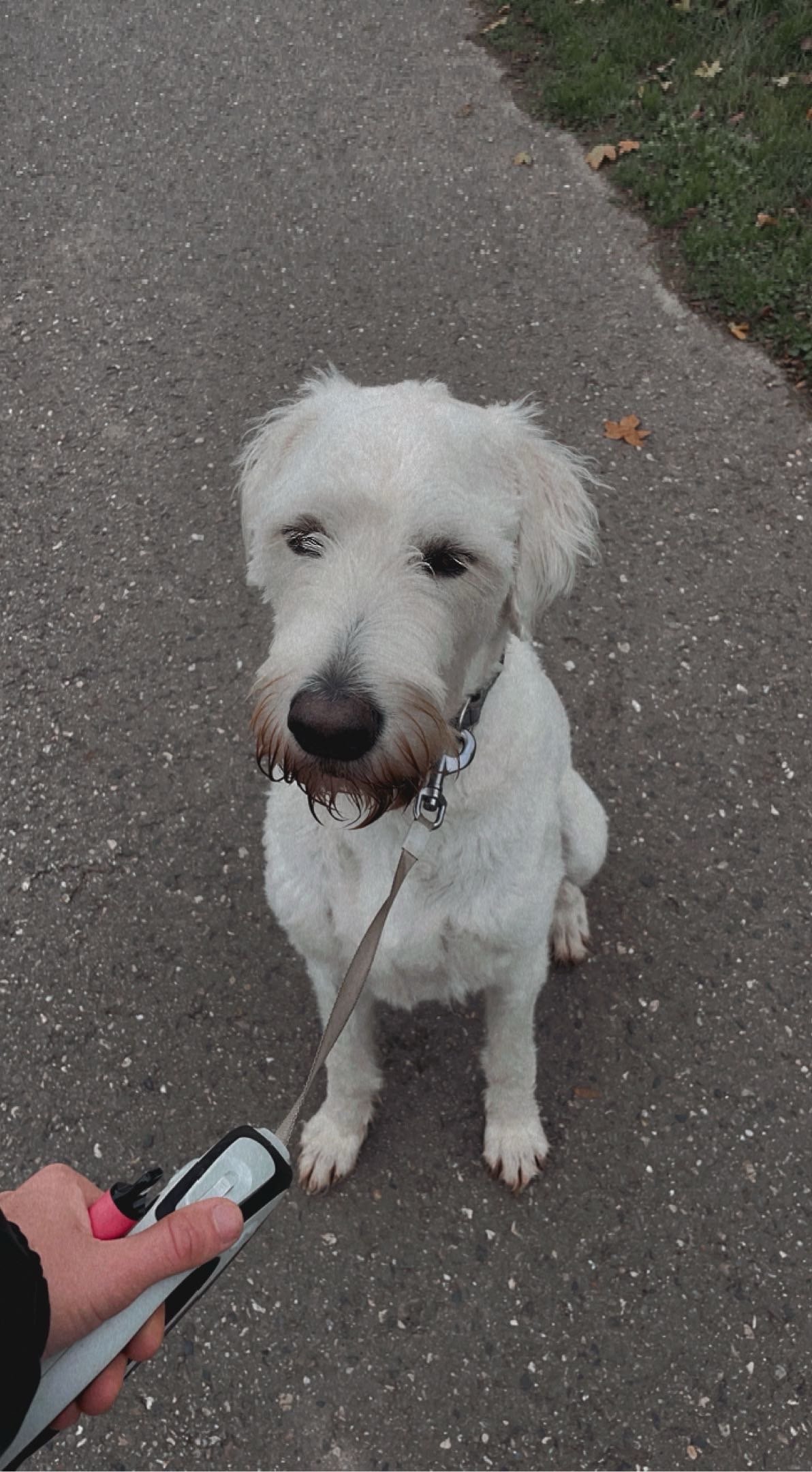 Nikó, Tiersitter in Aachen, Foto 5