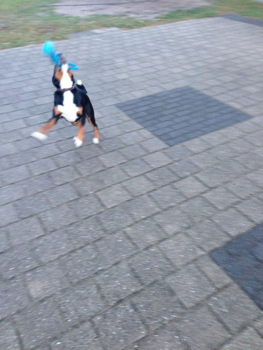 Diana, pet sitter in Berg en Dal, photo 2