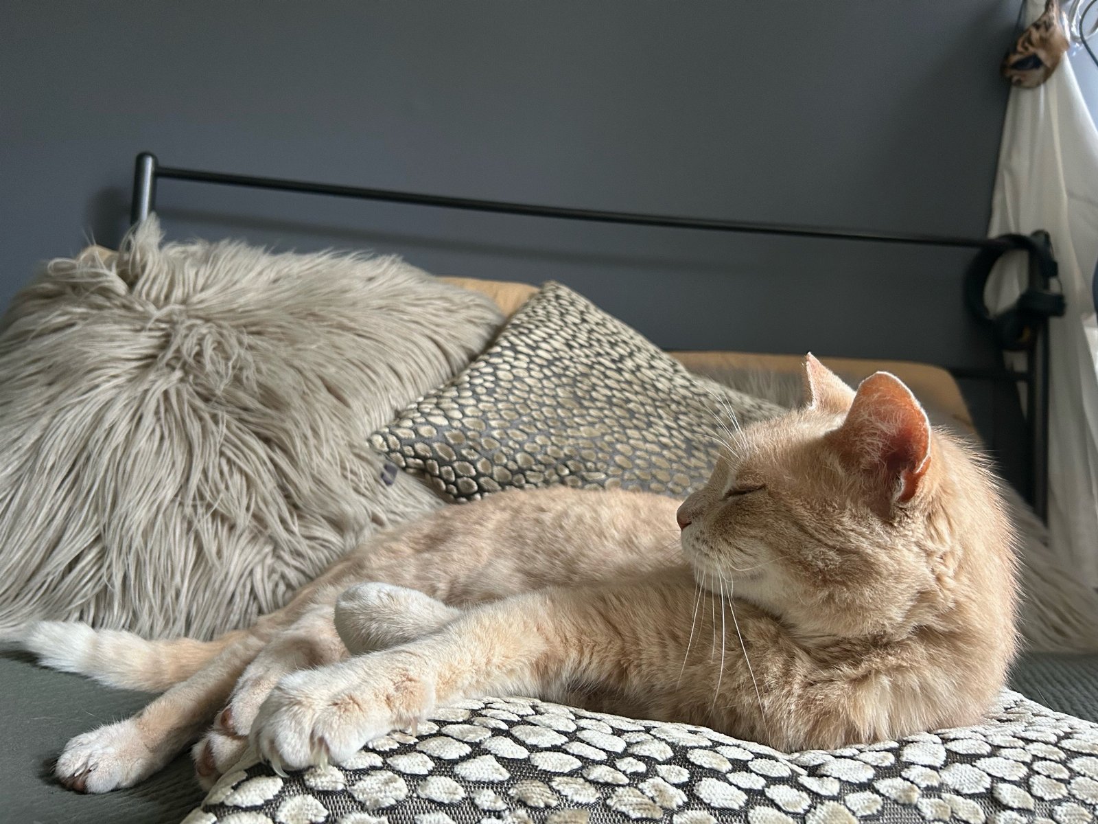 Faye, pet sitter in Amsterdam, photo 4