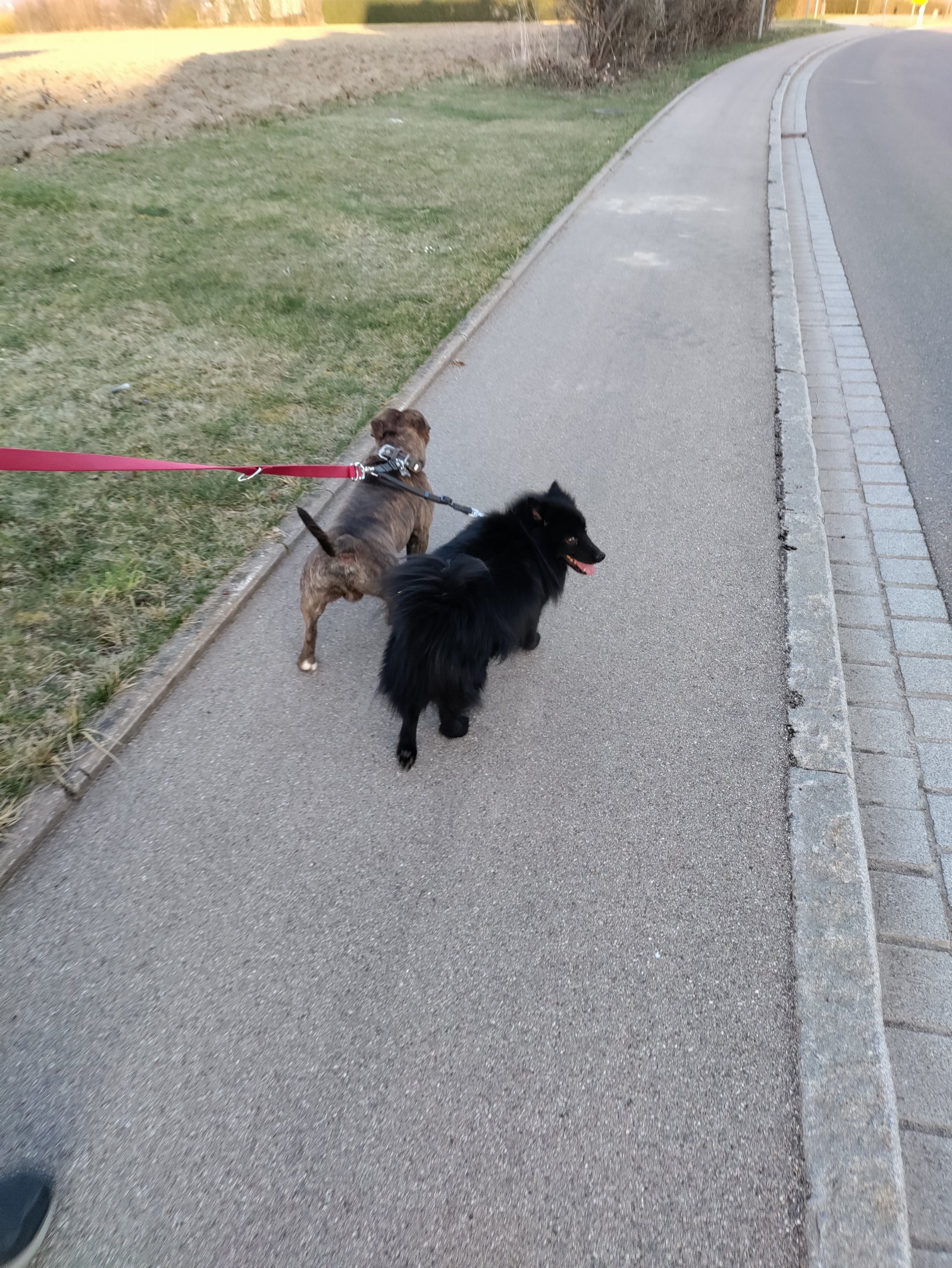 Michaela, pet sitter in Berkel-Enschot, photo 4