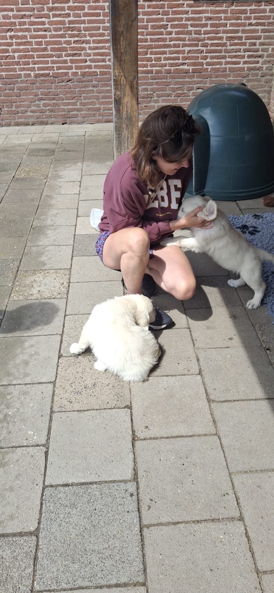 Ilja, pet sitter in Vught, photo 5