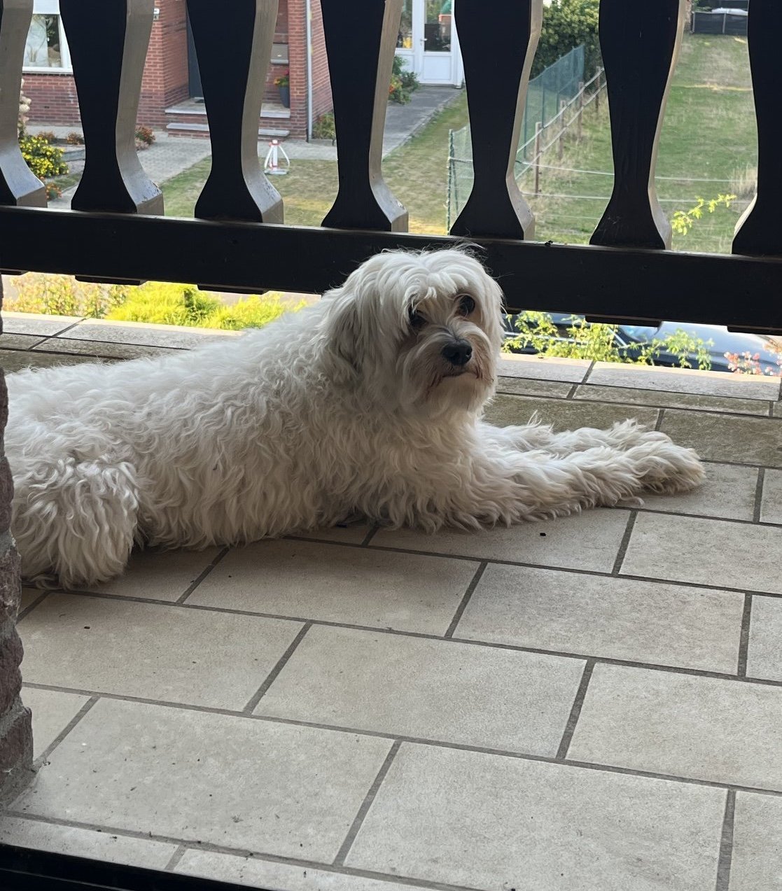 Anneli, pet sitter in Ockenfels, photo 1