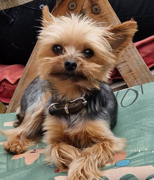 Annika, pet sitter in Sankt Augustin, photo 5