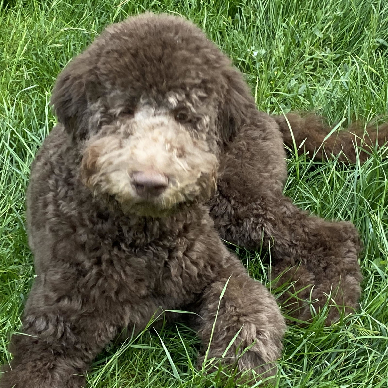Bo