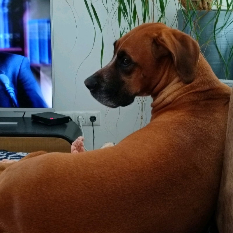 Boris