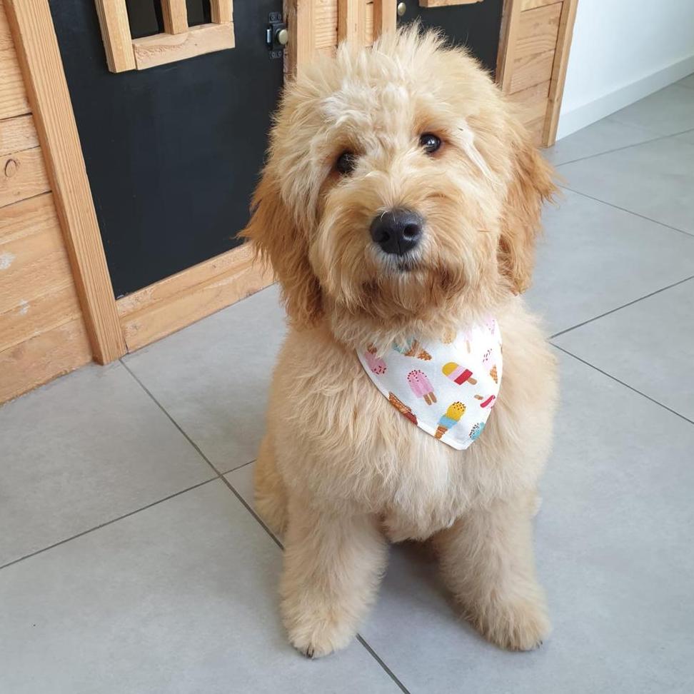 Teddy