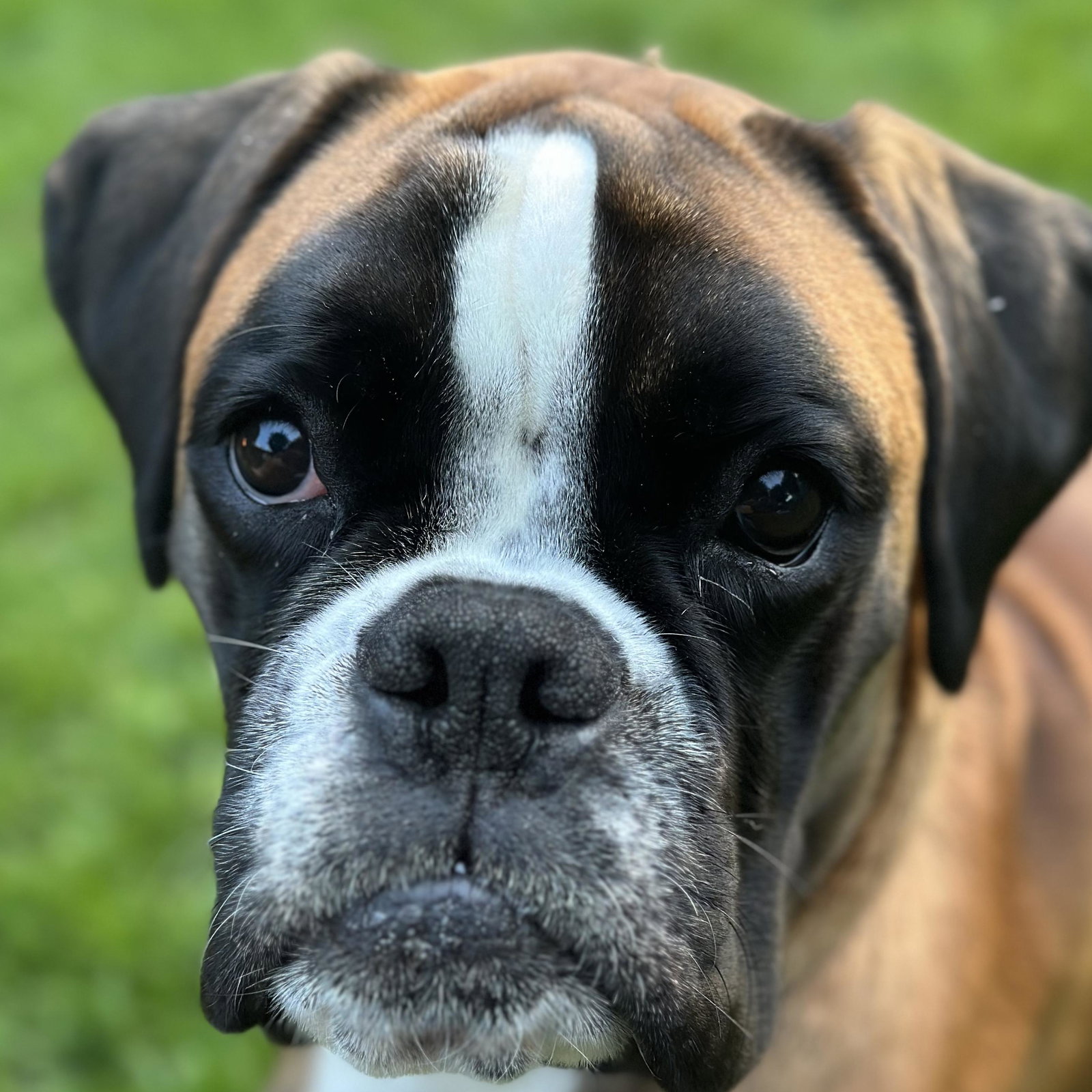 Nala
