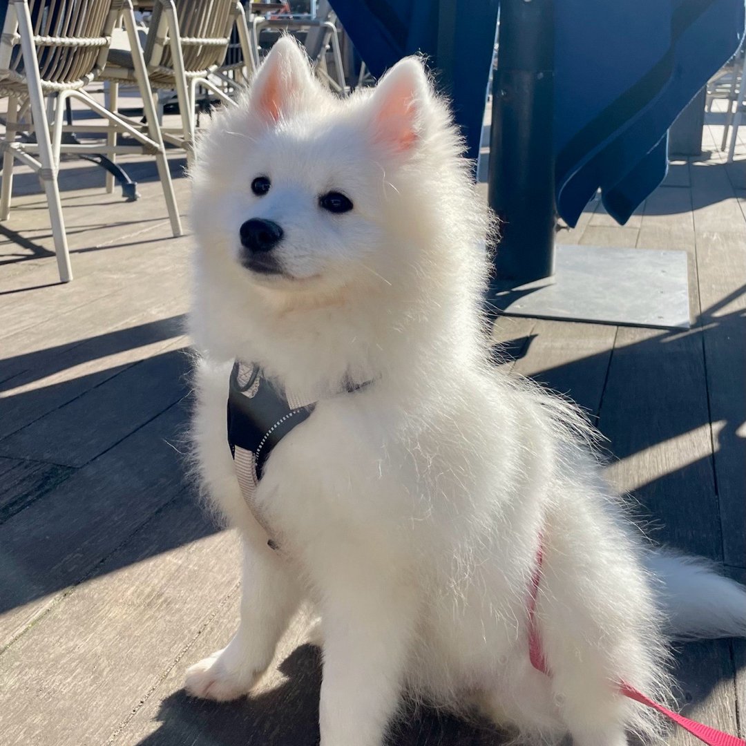 Suki