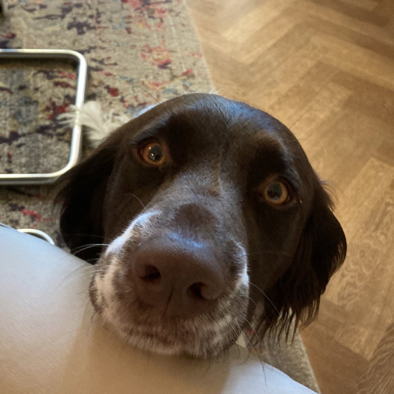 pip