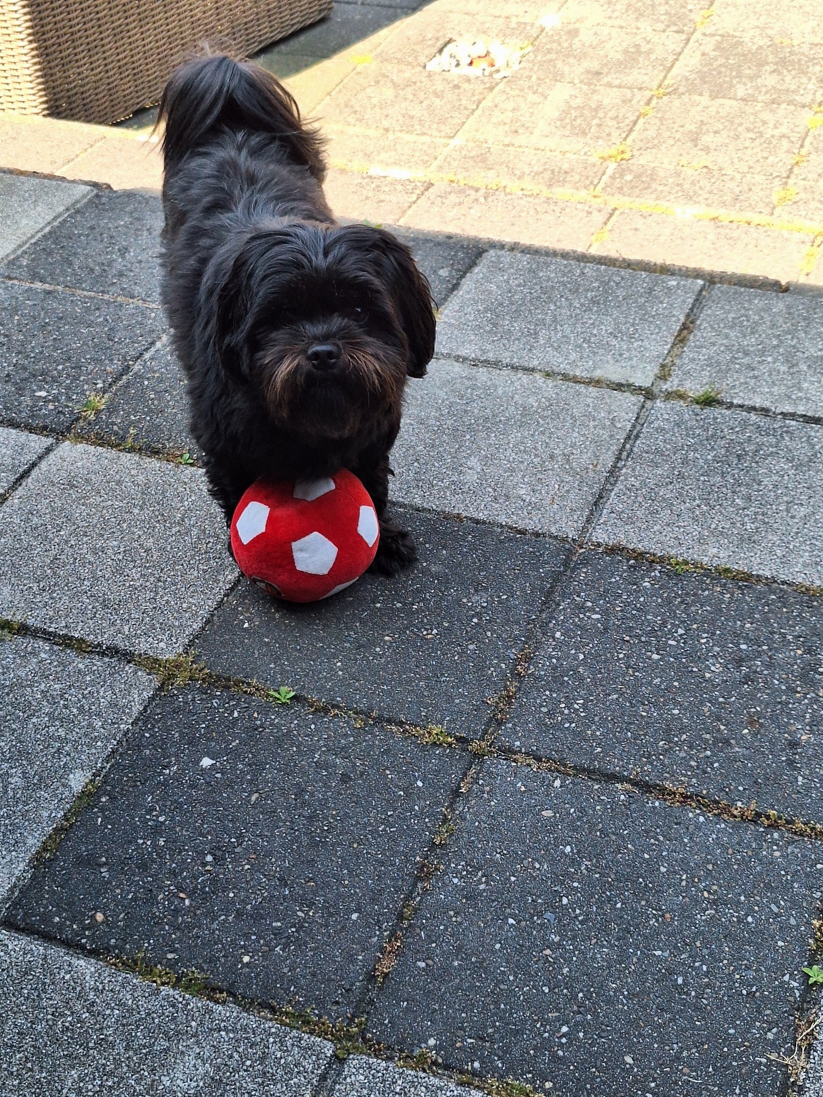 Kees