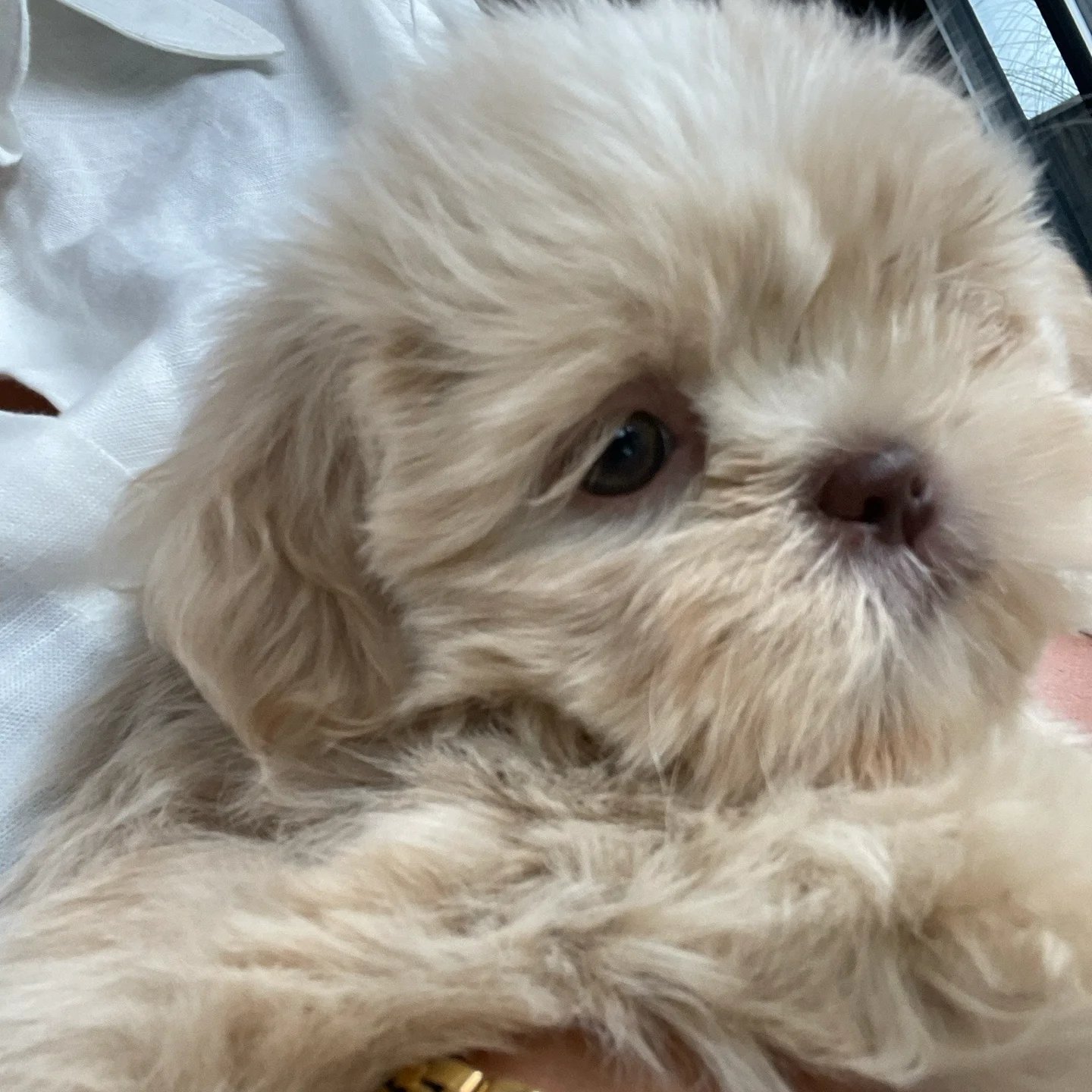 Lola's image