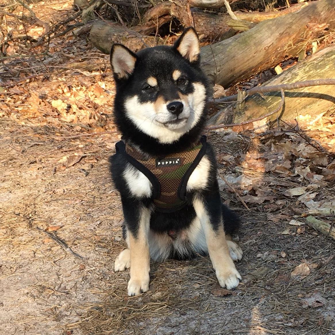 Mikki