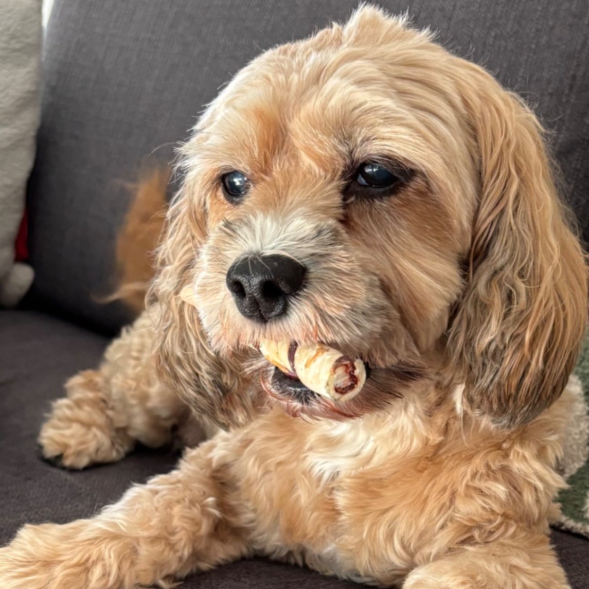 Pepper's image