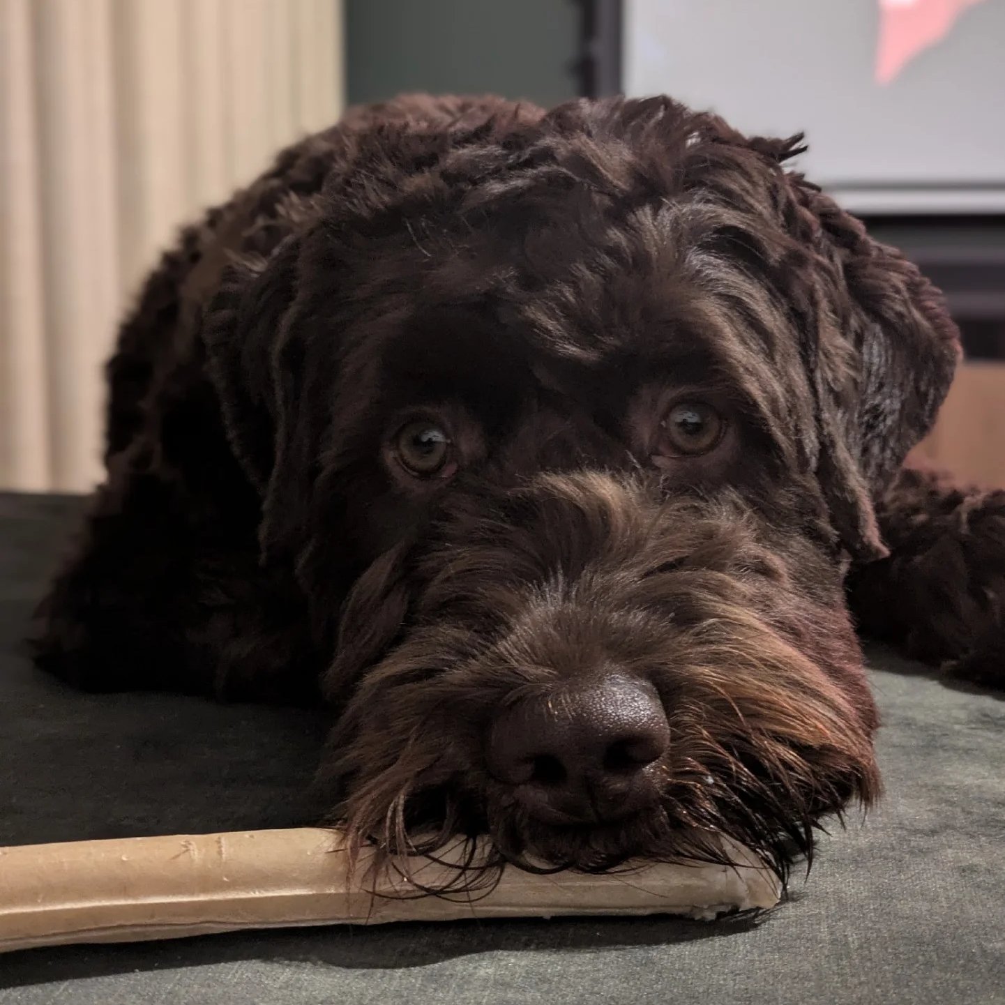 Ollie