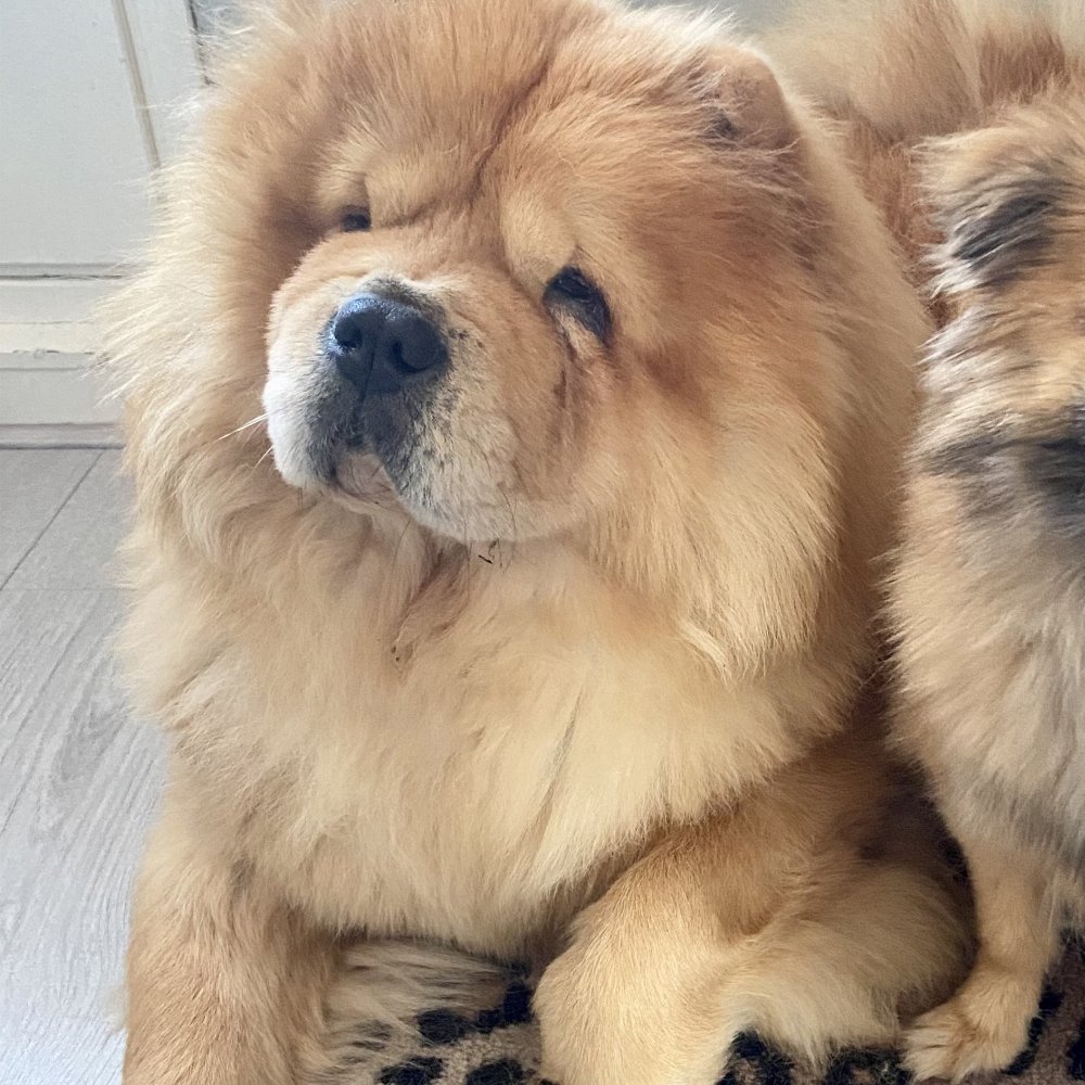 Bella