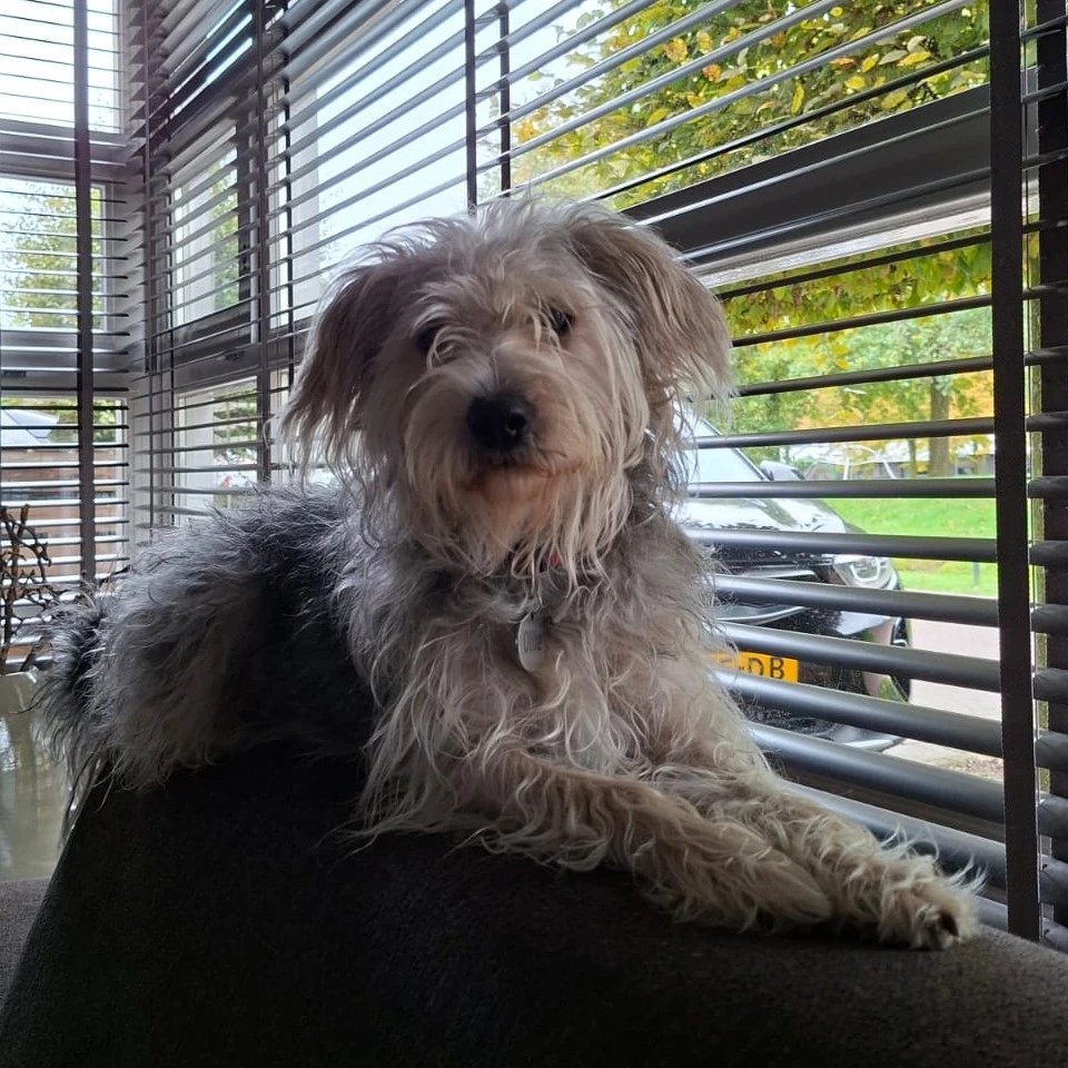 Ollie