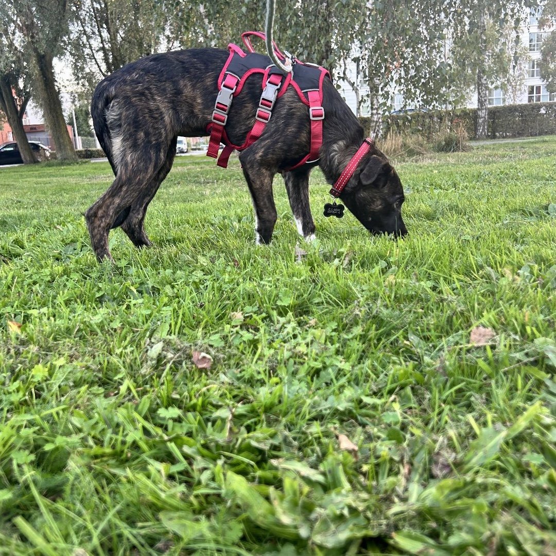 Caya