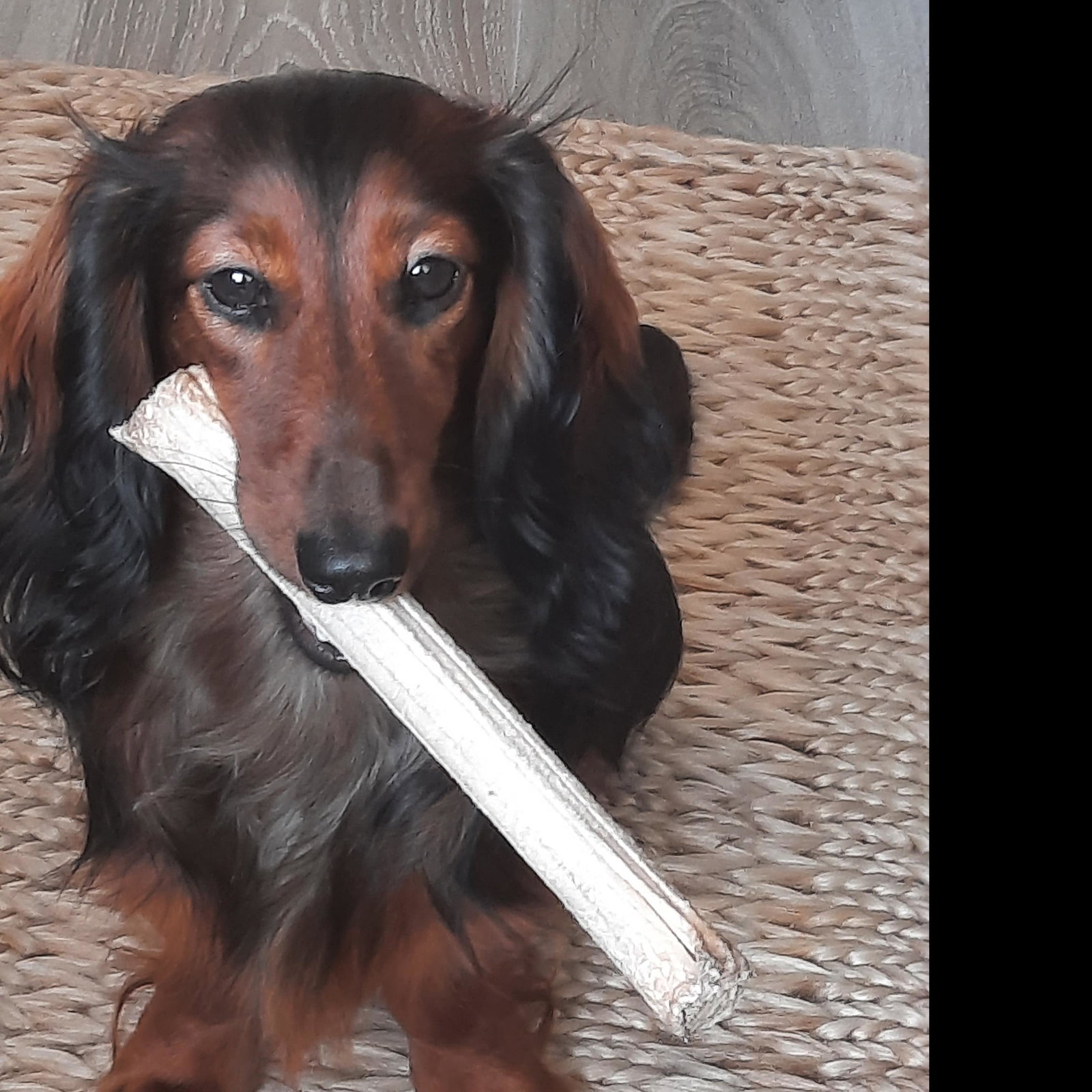 cooper
