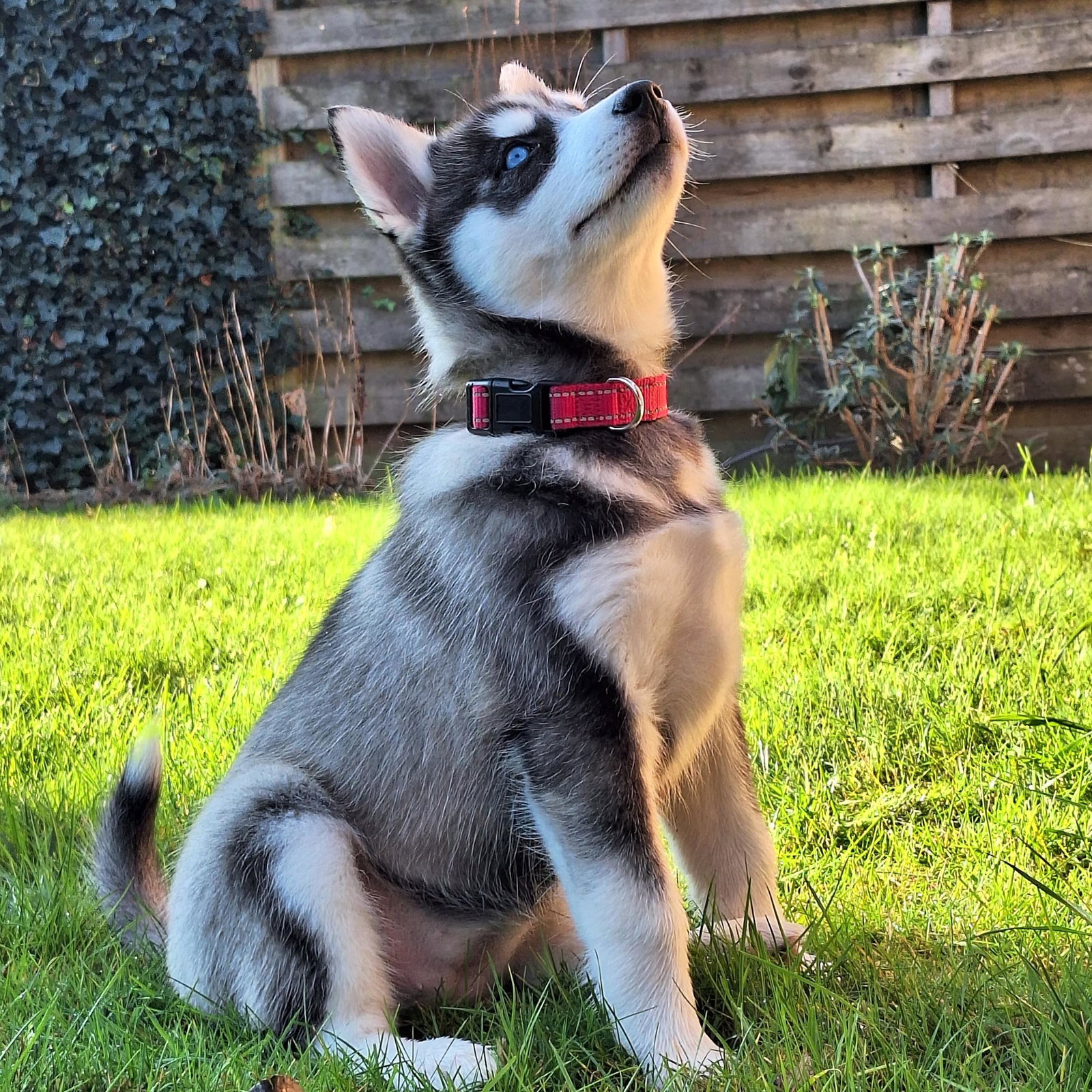 Kaya
