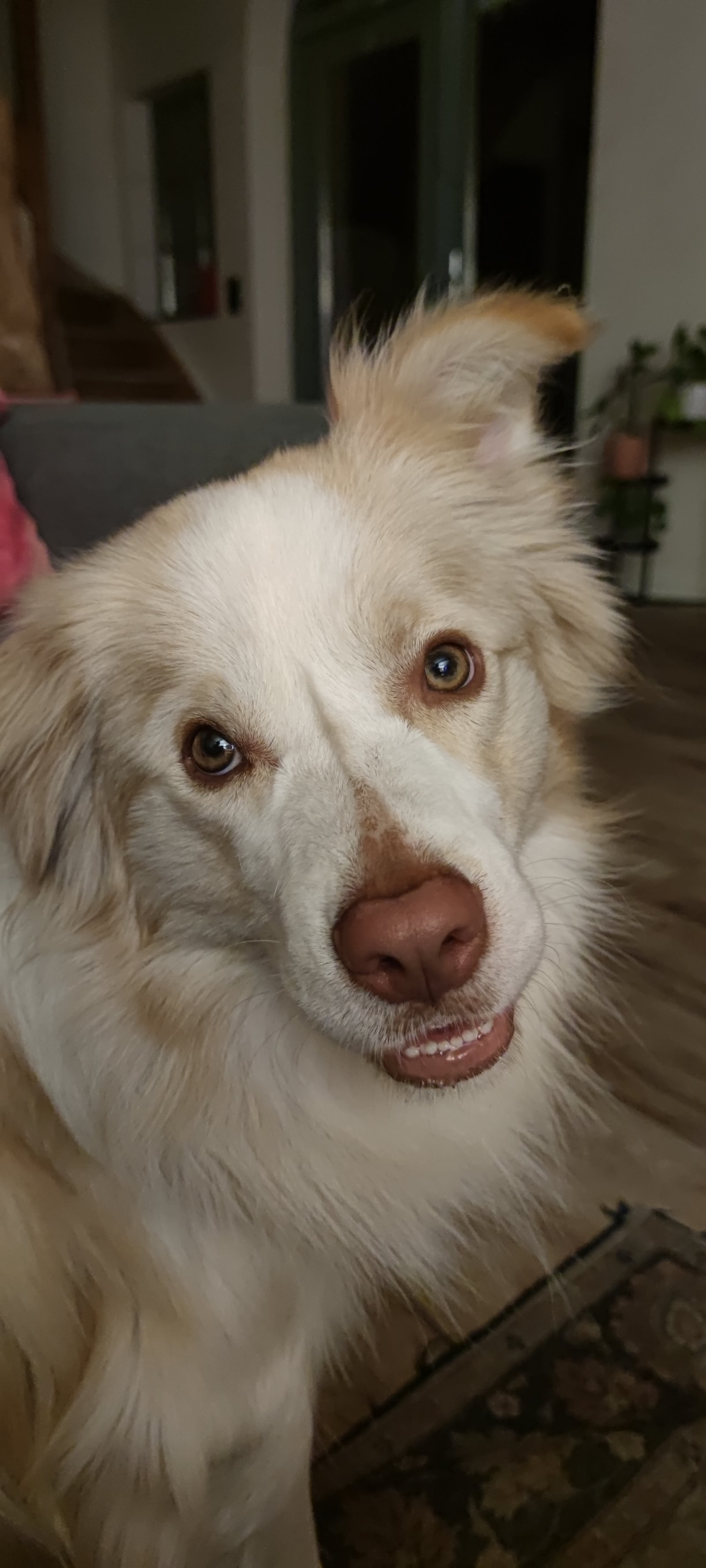 Xammy