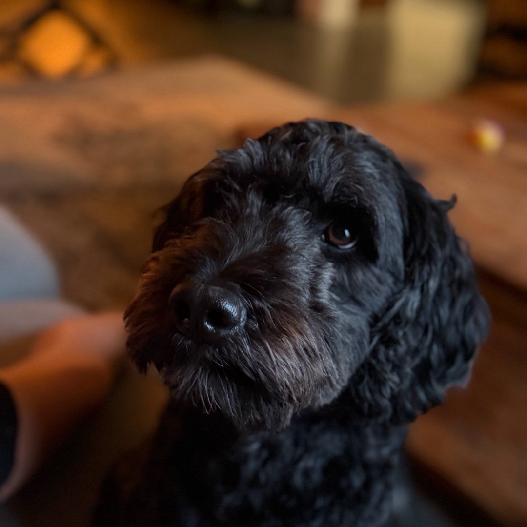 Borre (Bernedoodle)