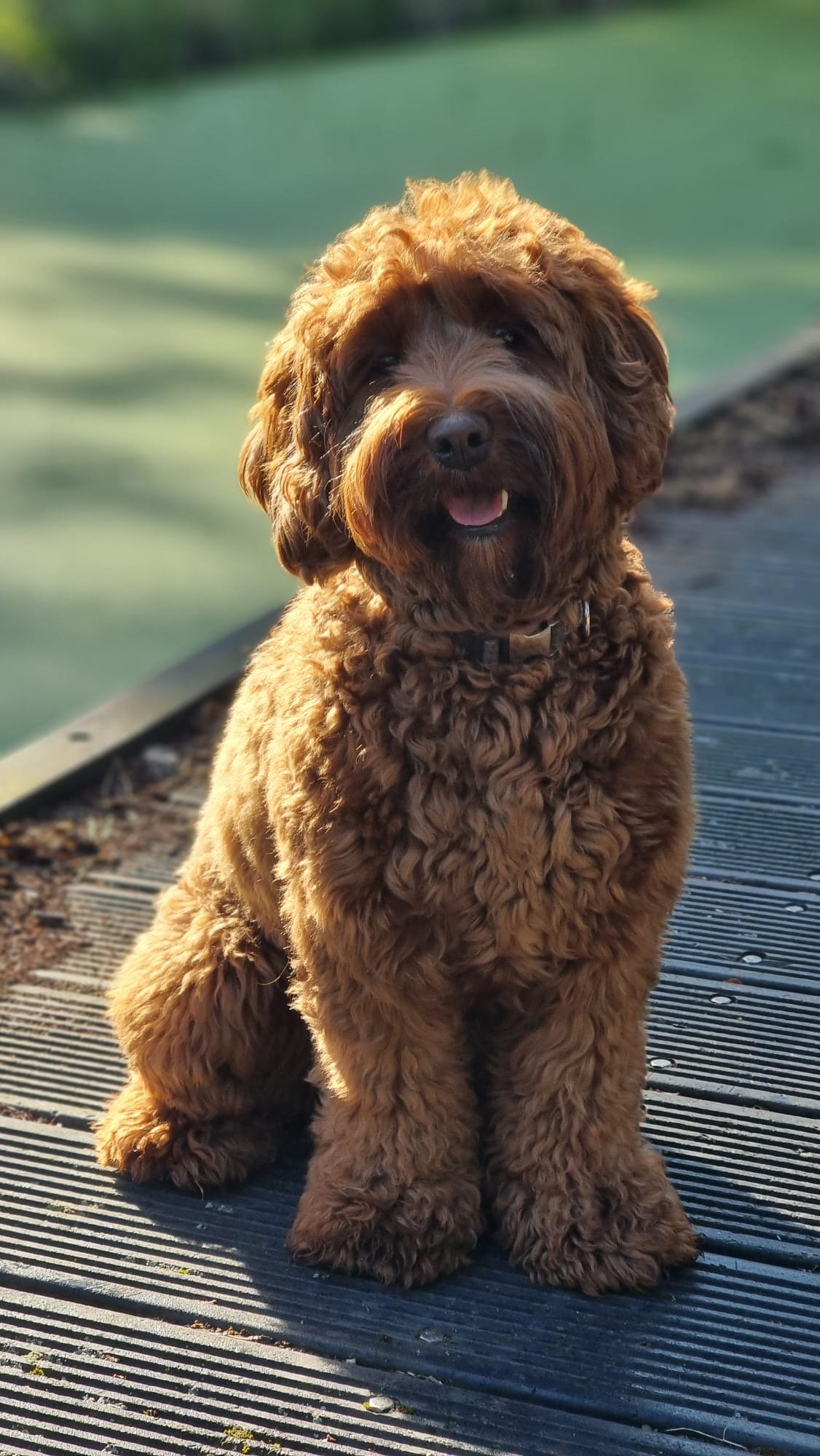 Nala