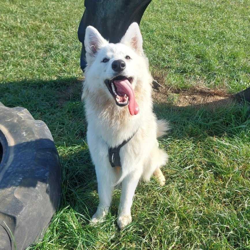 Odin