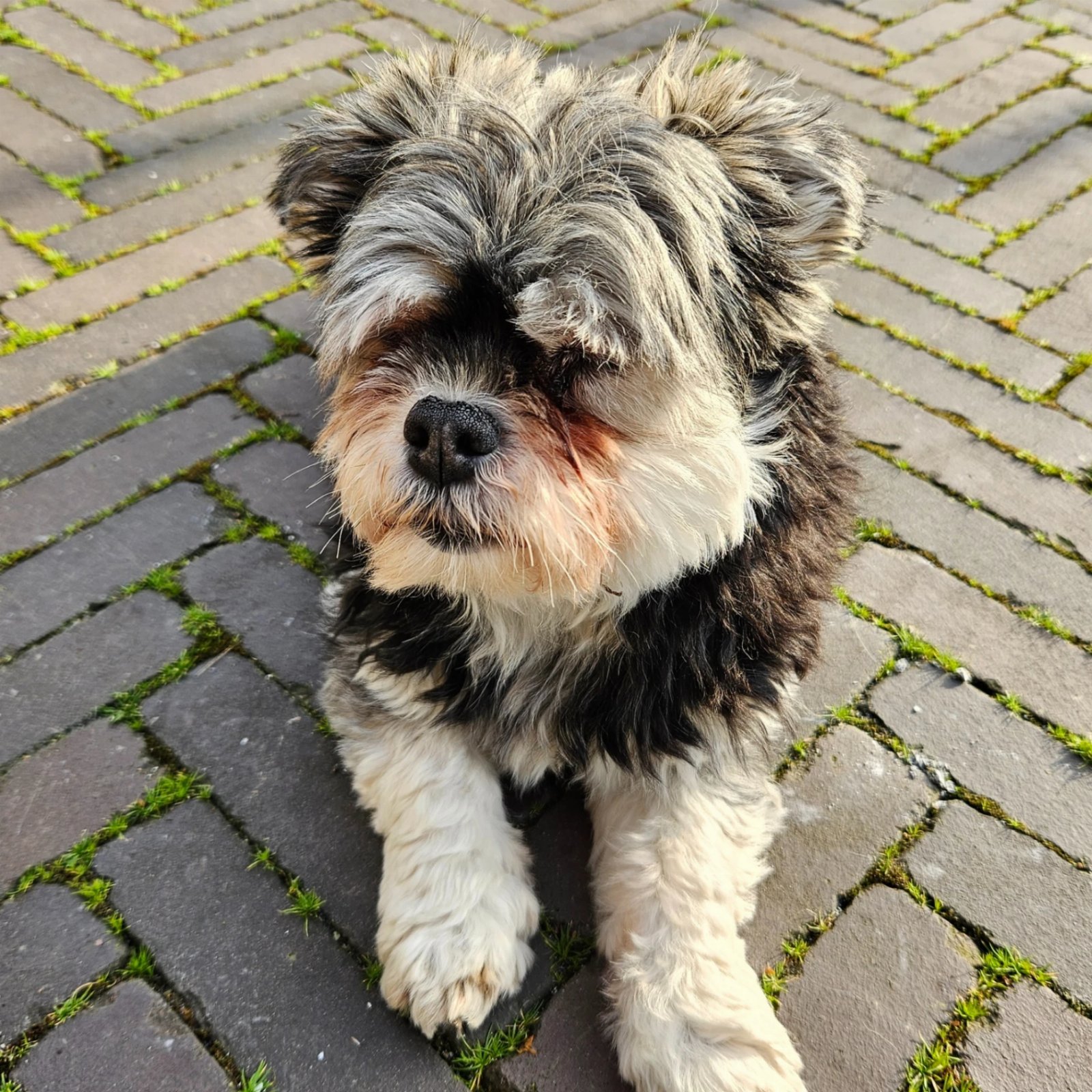 Pip's image