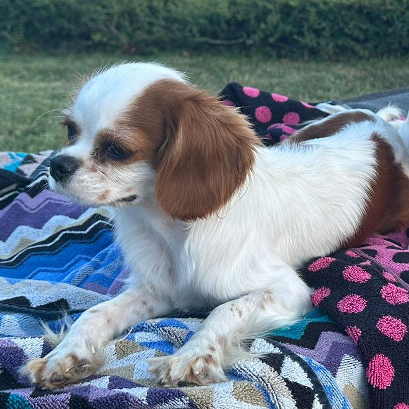 Chloe