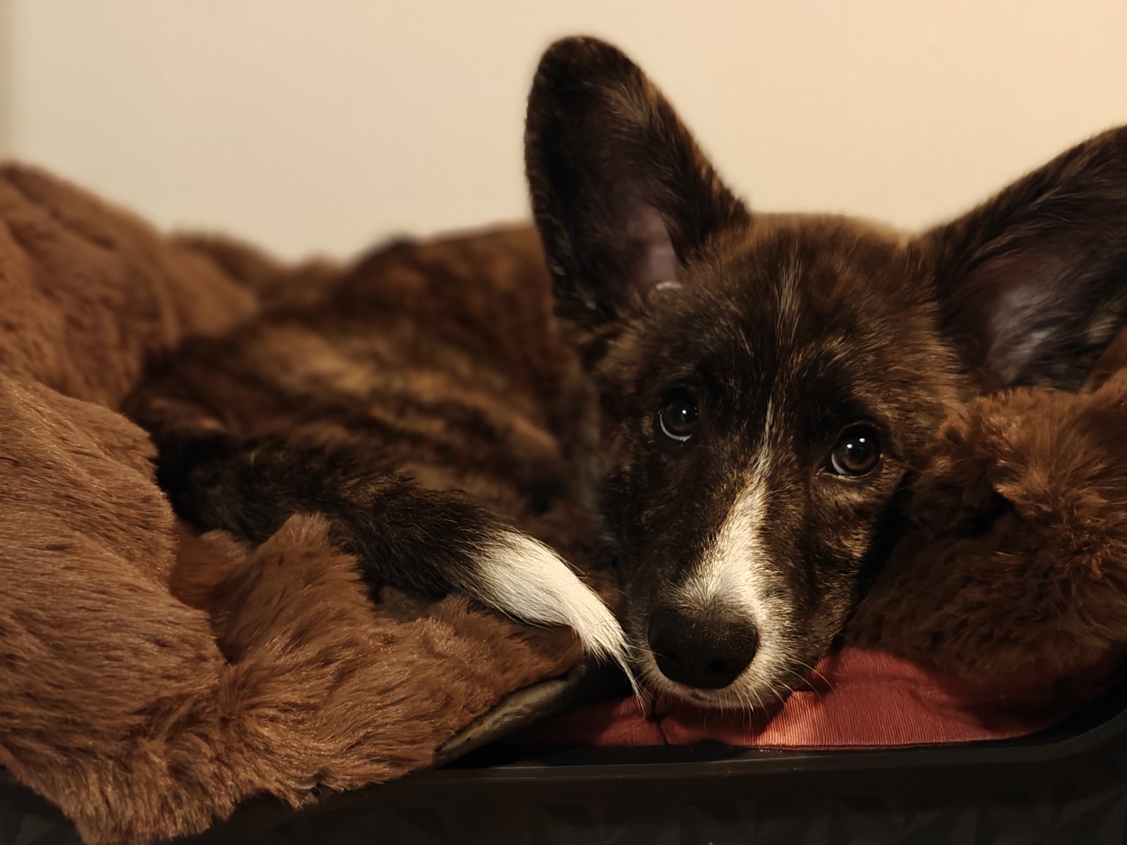 Bowie