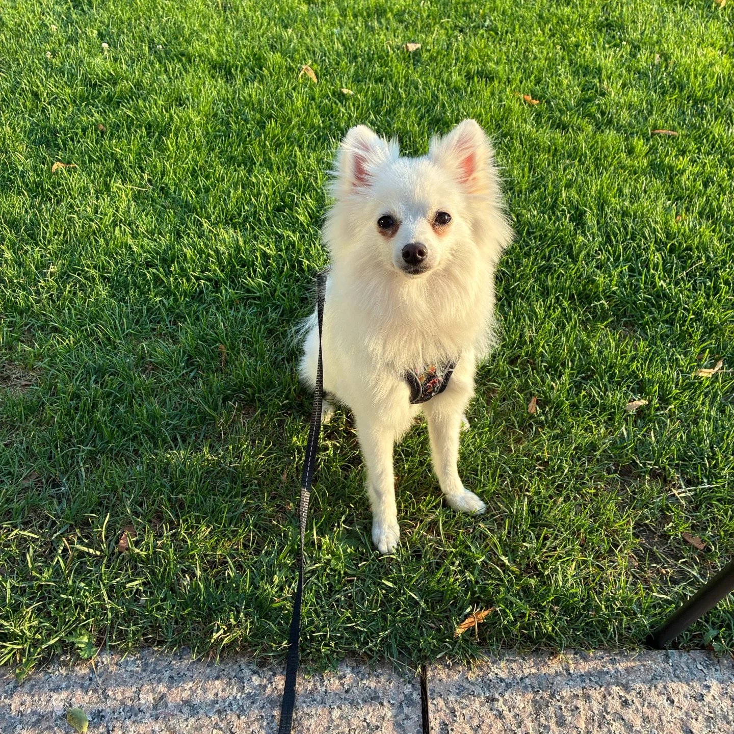 Mochi
