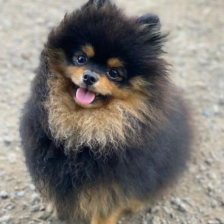 Lio