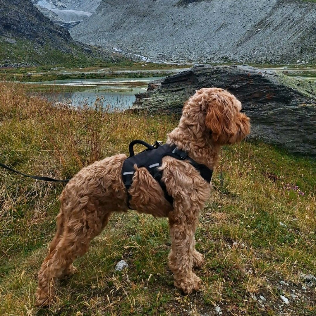 Koosje
