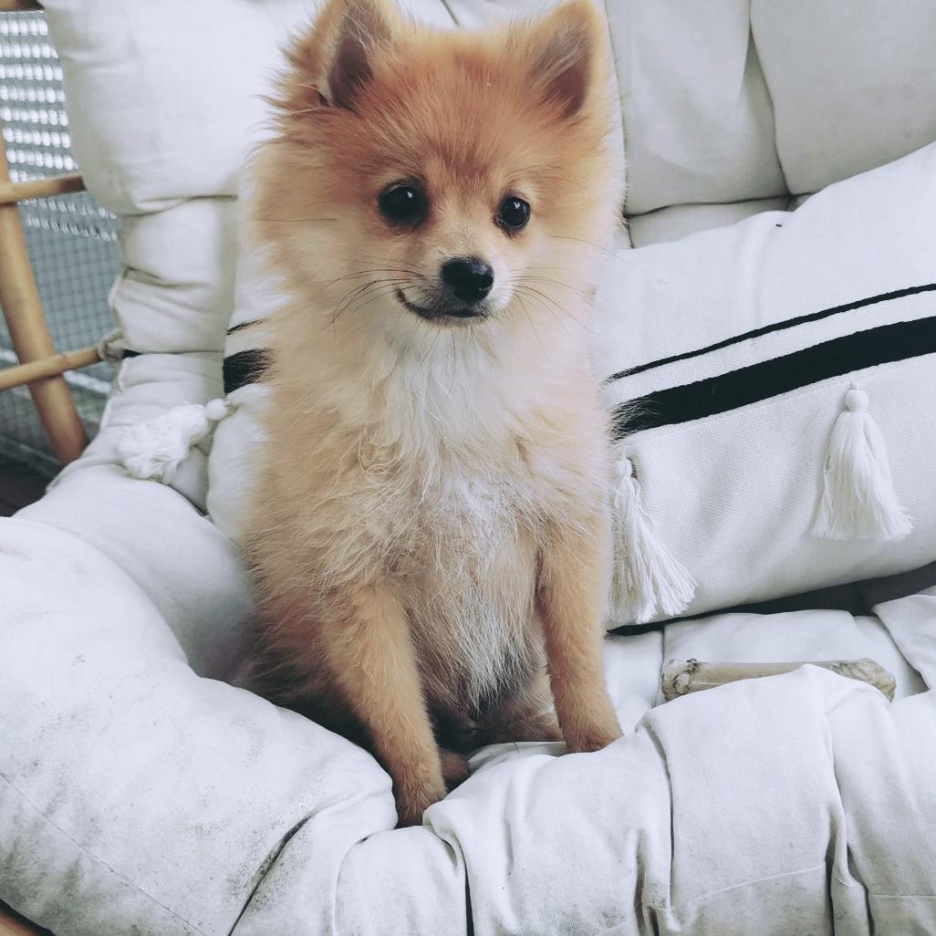 Teddy