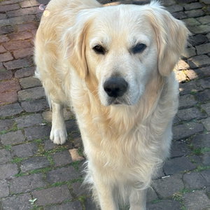 Charles, Hondenpension in St. Willebrord