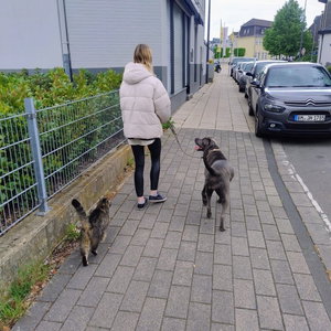 Lina, Welpenbetreuung in Koln