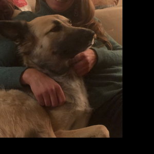 Christina, Seniorenhundebetreuung in Hamburg
