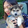 Wai Ling, Hondenoppas in Nieuwe Westen, Rotterdam