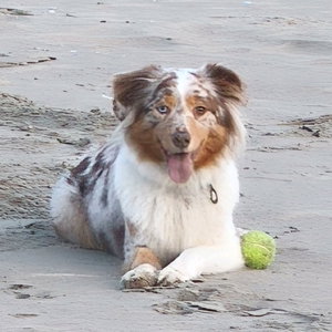 Maaike, Hondenpension in Waalre