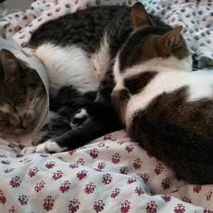 Sandra, Kattenoppas in De Pijp, Amsterdam