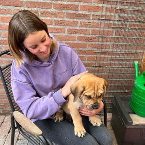 Amber, Hondenoppas in S Gravenhage