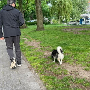 Ivan, Kattenoppas in De Pijp, Amsterdam