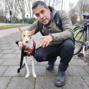 Mehdi, Kattenoppas in De Pijp, Amsterdam