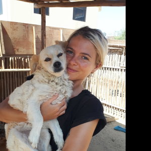Liz, Seniorenhundebetreuung in Berlin