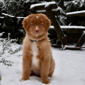 Arnoud, Puppyopvang in Haarlem