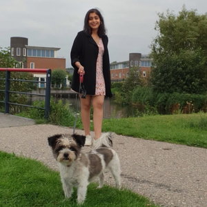 Rajul, Dog Walking in Transwijk Bedr Geb Kanaleneiland, Utrecht